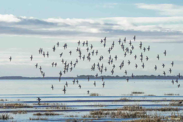 2023-136 _Bécasseaux sur l’estuaire de la Vilaine, Arzal (56)