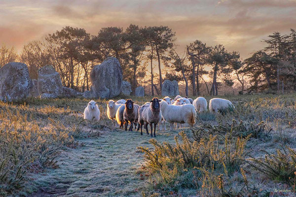 2023-09 _L’éveil des bergers, Carnac (56)