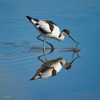 2023-21 _L’élégante avocette, Sarzeau (56)