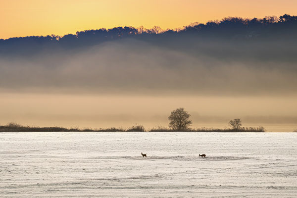 2026-50 _ Les chevreuils, Béganne (56), Hiver _ 80 x 120 cm _ 100 €