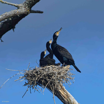 2023-74 _Cormorans, Presqu'île de Rhuys (56)