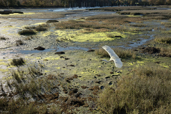 2024-79_Aigrette__56 - Conleau
