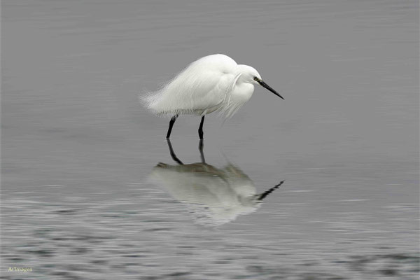2023-45 _Froid d’aigrette, Saint Armel (56)