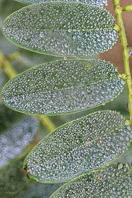 2024-30_Les perles__56 – Pénestin