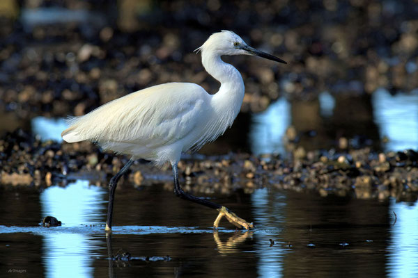 2024-66_Aigrette garzette__44 – Pen Bé