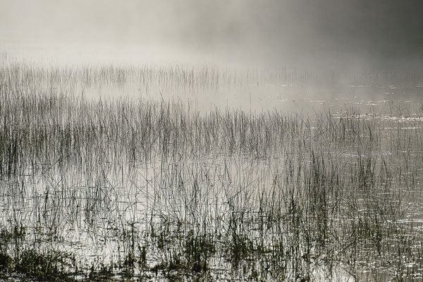2024-92_Prairie inondée__44 – Loire Atlantique