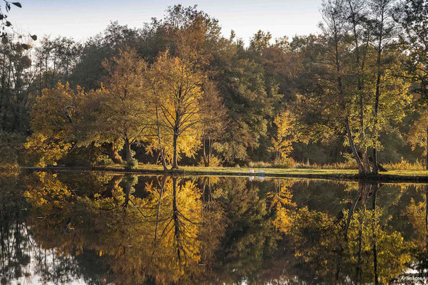 2023-137 _L’automne, Cesson-Sévigné (35)