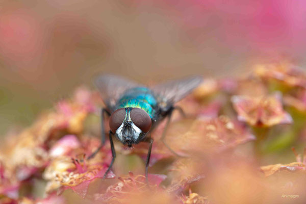 2023-53 _Fly and flowers, Saint-Molf (44)