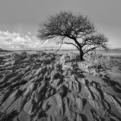 2026-139 _ Arbre, Île Batz (29) _ 50 x 50 cm _ 50 €
