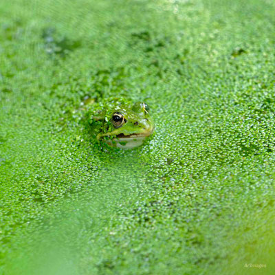 2023-02 _Grenouille, Saint-Molf (44)