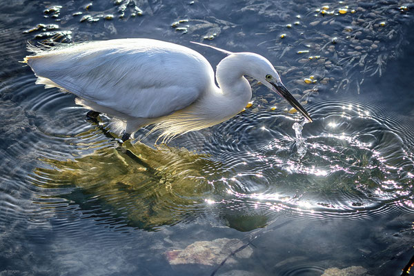 2024-73_Aigrette pêcheuse__56 – Saint-Armel__40 x 60_cm__45 €__VENDUE