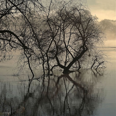 2024-132_Entrelacs de branchage dans le marais de Goulaine__44 – Loire Atlantique__50 x 50_cm__50 €