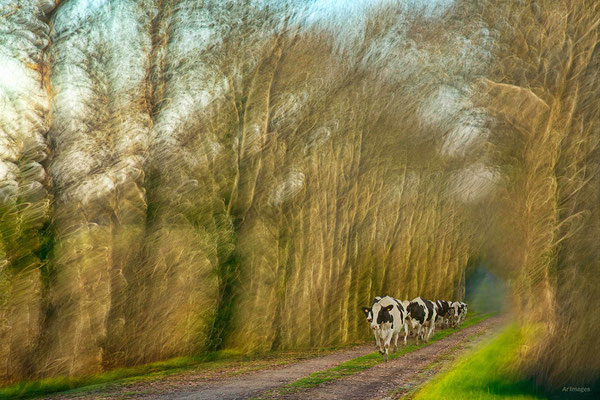 2023-27 _La Cour aux Loups, Herbignac (44)