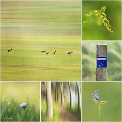 2023-28 _A la campagne, Marais de Béganne (56)
