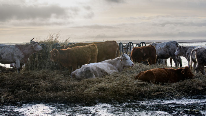 2026-25 _ Vaches des marais, Brière (44), Hiver _ 84 x 150 cm _ 150 €