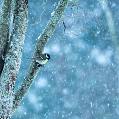 2026-46 _ Mésange charbonnière sous la neige, Camoël (56), Hiver _ 100 x 100 cm _ 100 €