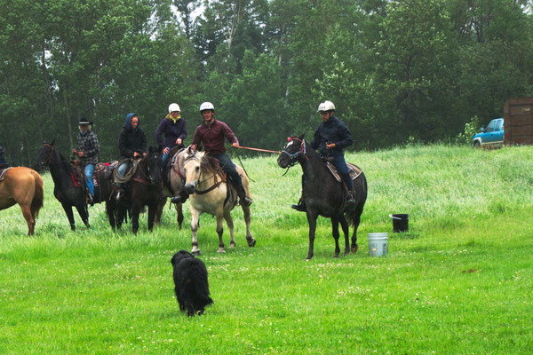 Double Barrel Race! Jon/Dolly & Sebastian/Rocky These horse weren't even friends.