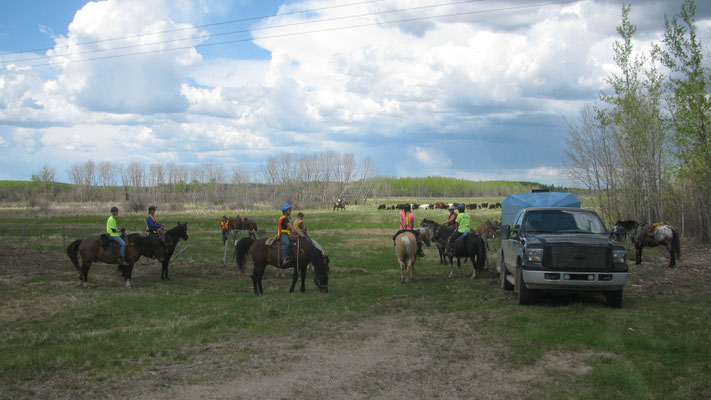 Cows happily in the pasture, riders & horses relaxing