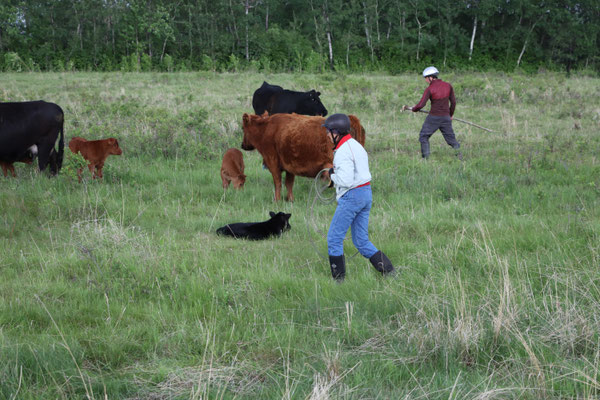 Sneaking around behind the calf