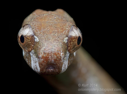 Le regard inimitable de l'Aplopeltura boa