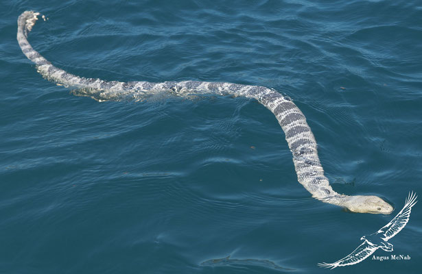 L'énorme hydrophide de Stokes (Hydrophis stokesii), serpent marin ayant été observé dans un gigantesque et mystérieux rassemblement.