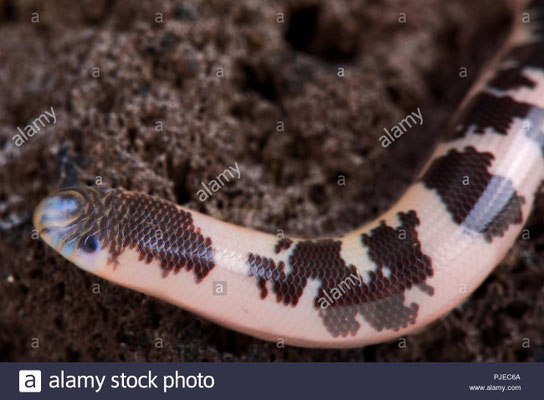 Afrotyphlops congestus