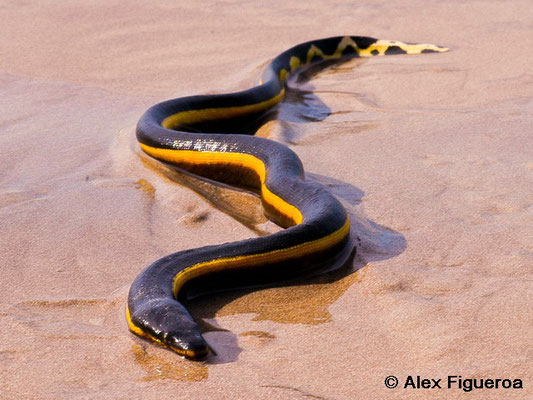 L'Hydrophide à ventre-jaune.