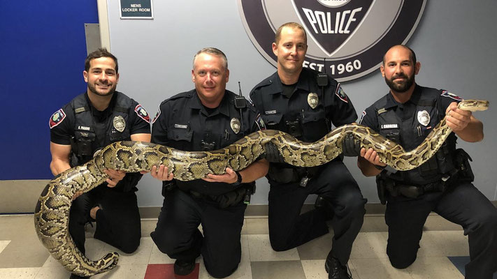 Python molure capturé par des agents de l'environnement alors qu'il traversait une route en Floride, où il est invasif.