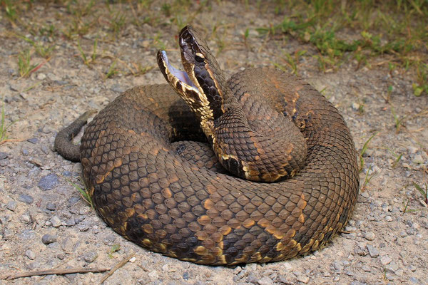 Mocassin d'eau (Agkistrodon piscivorus).