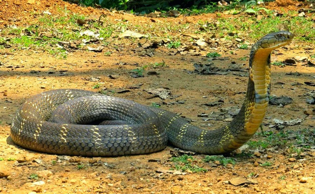 Cobra royal (Ophiophagus hannah).