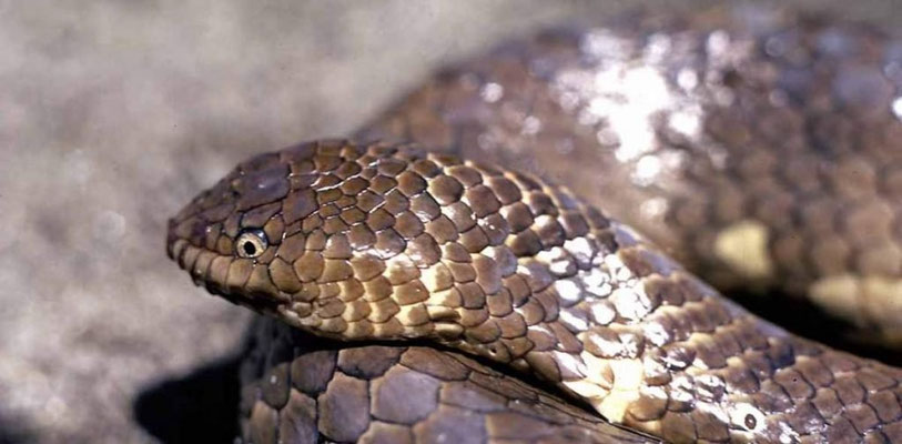 Aipysurus eydouxii