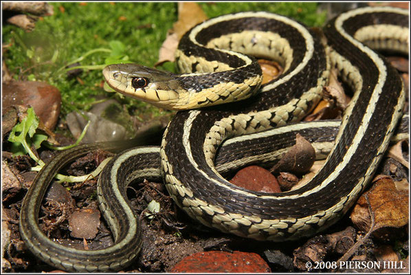 Thamnophis sirtalis.