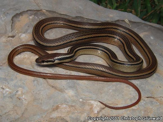 Rhadinea hesperia. Notez la queue très longue de ces serpents.