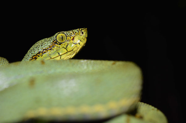 Bothrops bilineata, Guyane française, photo par mon meilleur ami Mike Rol.