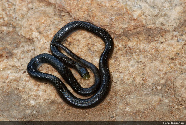 Prosymna ambigua.