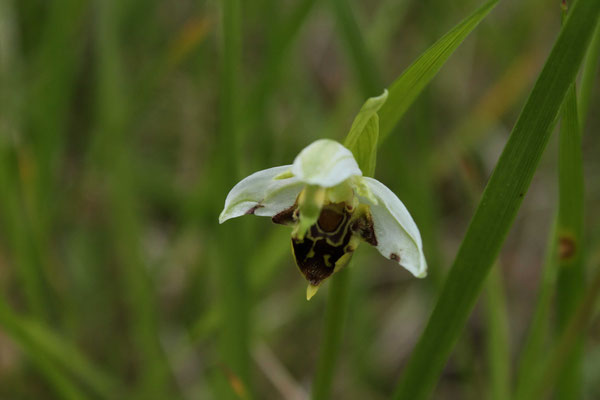Ophrys Abeille (Ophrys apifera)