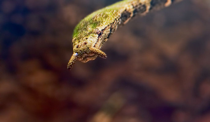 L'Erpéton tentaculé, un serpent qui se raidit comme une planche lorsqu'on l'attrape.