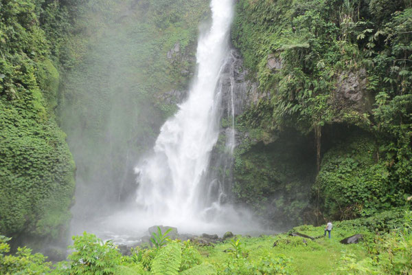 Île Bougainville, son habitat.