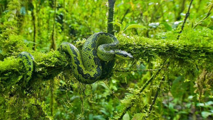Atheris nitschei, une magnifique petite vipère africaine.