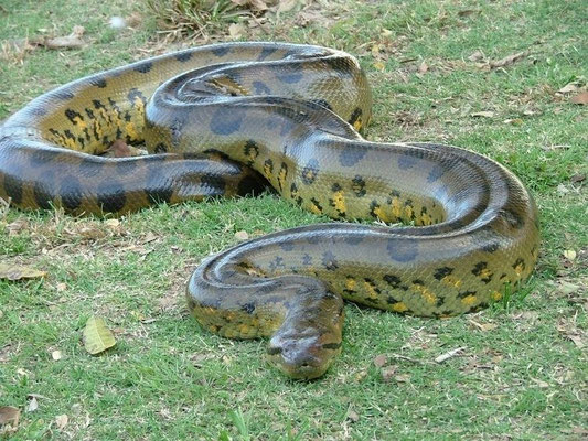 Anaconda vert plutôt massif.