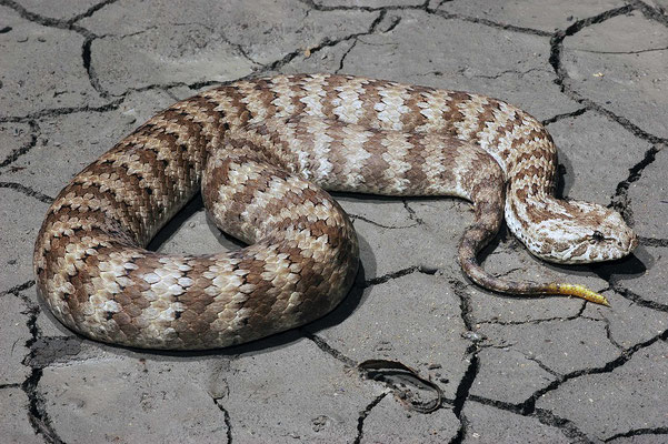 Acantophis antarcticus, une vipère de la mort australienne, un serpent maître dans l'art du leurre caudal.