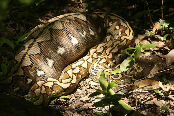 Un python réticulé qui a bien mangé.