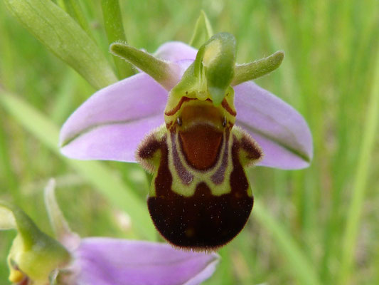 Ophrys Abeille (Ophrys apifera)