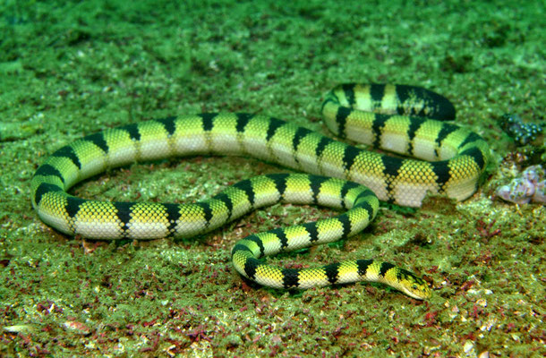 Hydrophide spirale, le plus grand des serpents-marins.