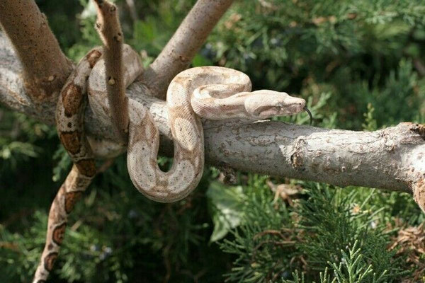 Un boa constricteur de Hog Island.