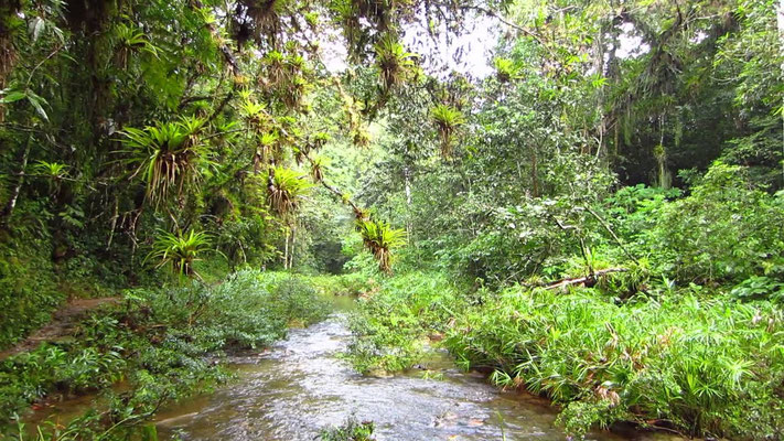 Jungle de Cuba, son habitat