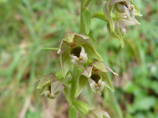 Épipactis à Larges Feuilles (Epipactis helleborine helleborine)