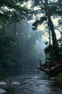 Jungle de Guadalcanal (îles Salomon), son habitat.