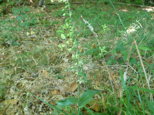 Épipactis à Larges Feuilles (Epipactis helleborine helleborine)