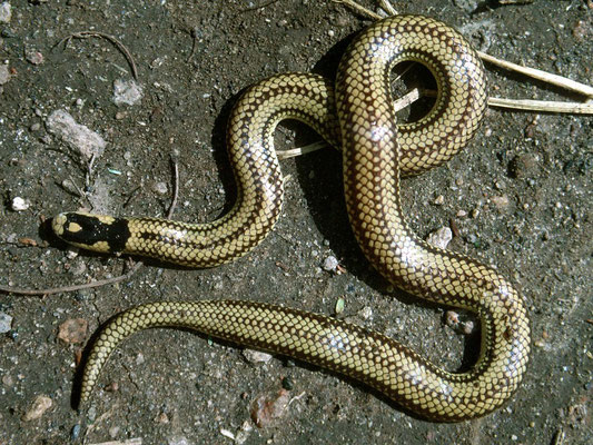Micrelaps bicoloratus